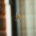 在线 无码 极速 不卡 国产 anq1e5