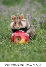 国产交换视频 国产交换视频